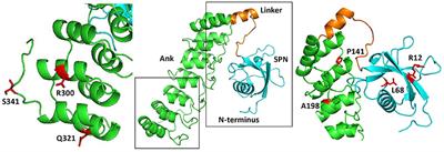 Functional Relevance of Missense Mutations Affecting the N-Terminal Part of Shank3 Found in Autistic Patients